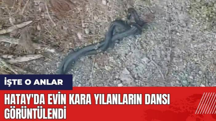 Hatay'da evin kara yılanların dansı görüntülendi