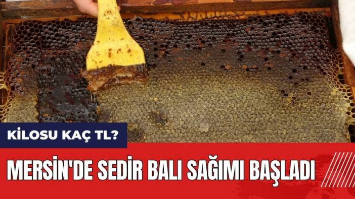 Mersin'de sedir balı sağımı başladı! Sedir balı kilosu kaç TL?