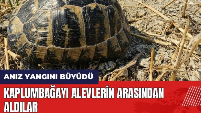 Hatay'da alevlerin arasında kalan kaplumbağayı böyle kurtardılar