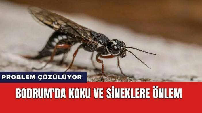 Bodrum'da koku ve sineklere önlem