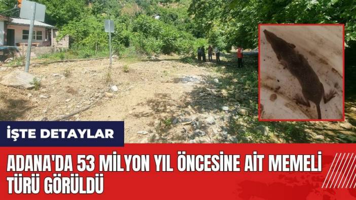 Adana'da 53 milyon yıl öncesine ait memeli türü görüldü
