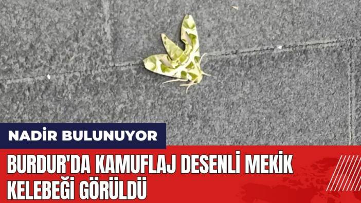 Burdur'da kamuflaj desenli mekik kelebeği görüldü