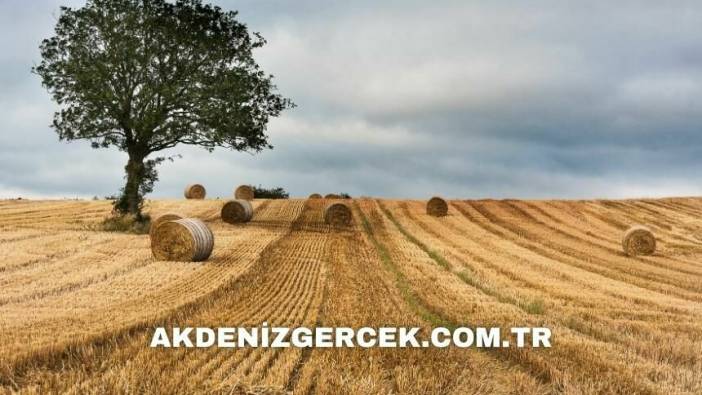 Aydın Söke'de icradan satılık 554 m² arsa