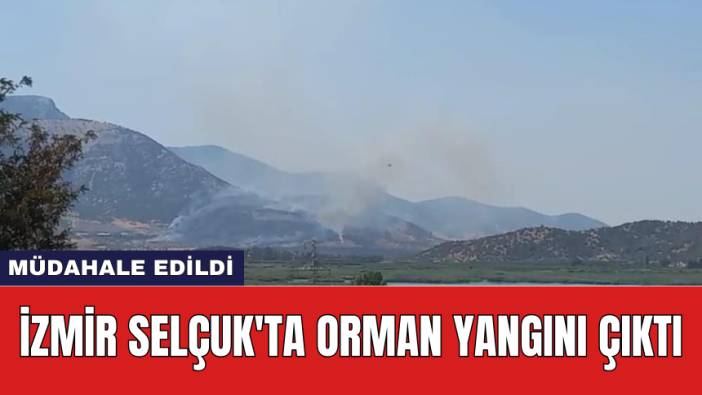 İzmir Selçuk'ta orman yangını çıktı: Müdahale edildi