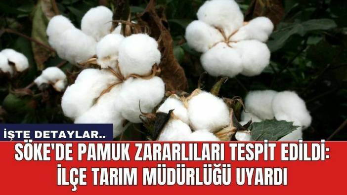 Söke'de Pamuk Zararlıları Tespit Edildi: İlçe Tarım Müdürlüğü Uyardı