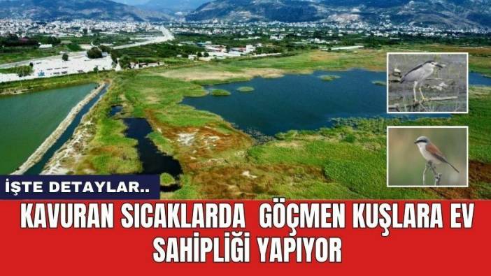 Kavuran sıcaklarda göçmen kuşlara ev sahipliği yapıyor