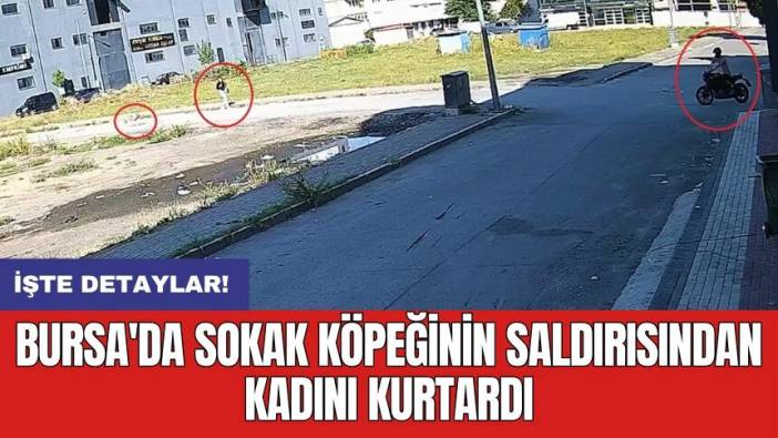 Bursa'da sokak köpeğinin saldırısından kadını kurtardı