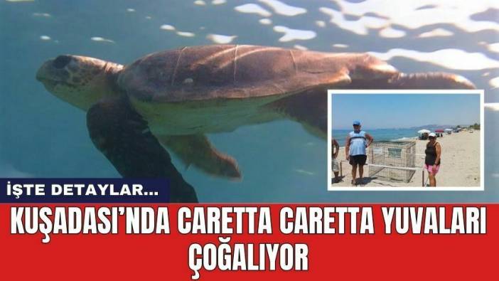 Kuşadası’nda Caretta Caretta yuvaları çoğalıyor
