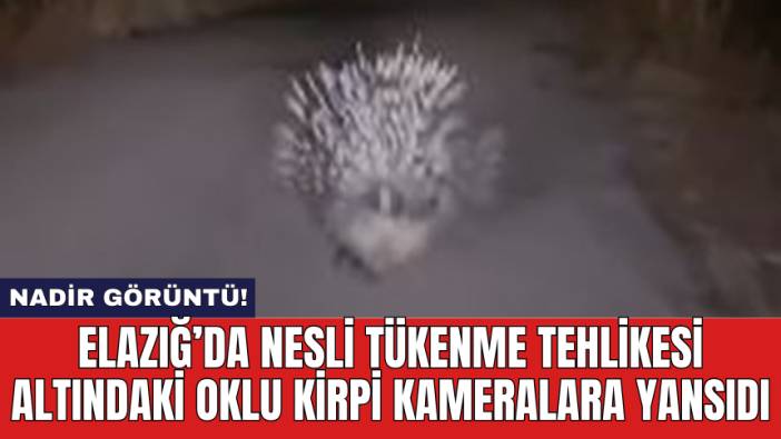 Elazığ’da nesli tükenme tehlikesi altındaki Oklu Kirpi kameralara yansıdı