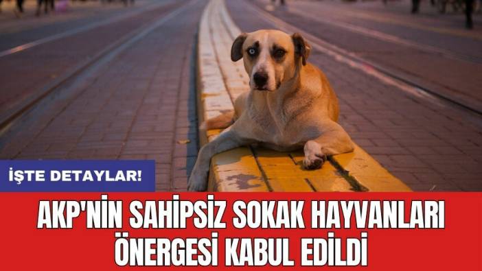 AKP'nin sahipsiz sokak hayvanları önergesi kabul edildi