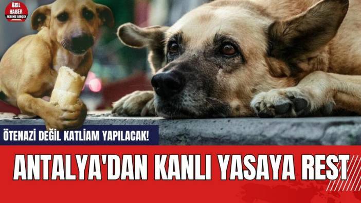 Ötenazi değil katliam yapılacak! Antalya'dan kanlı yasaya rest