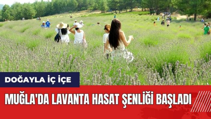 Muğla'da Lavanta Hasat Şenliği başladı