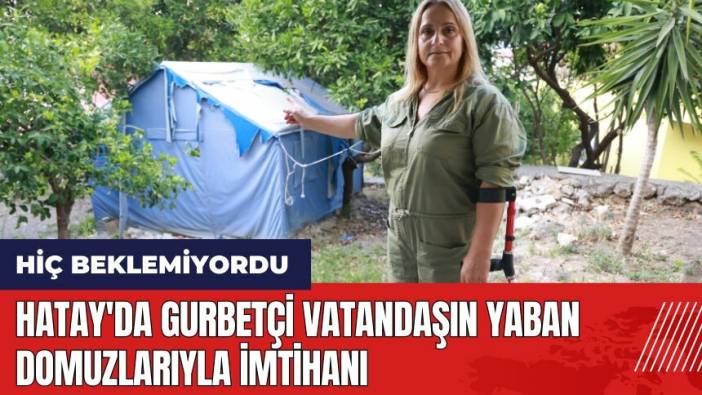 Hatay'da gurbetçi vatandaşın yaban domuzlarıyla imtihanı
