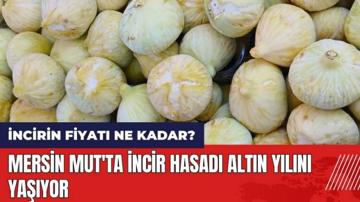 Mersin Mut'ta incir hasadı altın yılını yaşıyor