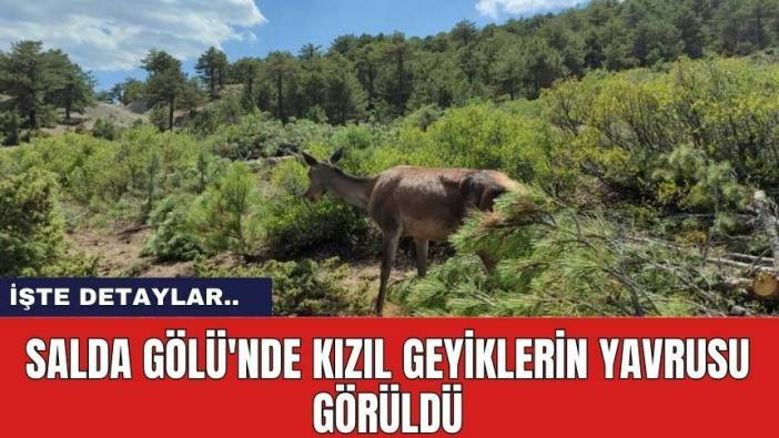 Salda Gölü'nde Kızıl Geyiklerin Yavrusu Görüldü