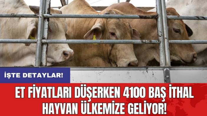 Et fiyatları düşerken 4100 baş ithal hayvan ülkemize geliyor!