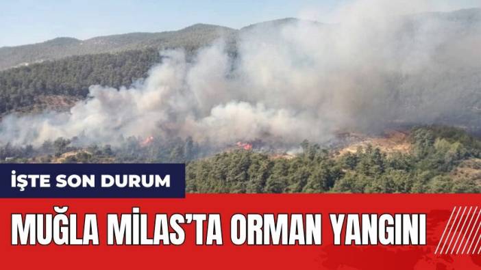 Muğla Milas'ta orman yangını