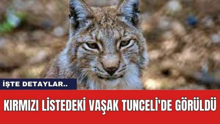 Kırmızı Listedeki Vaşak Tunceli'de Görüldü