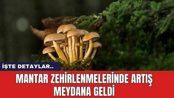 Mantar Zehirlenmelerinde Artış Meydana Geldi