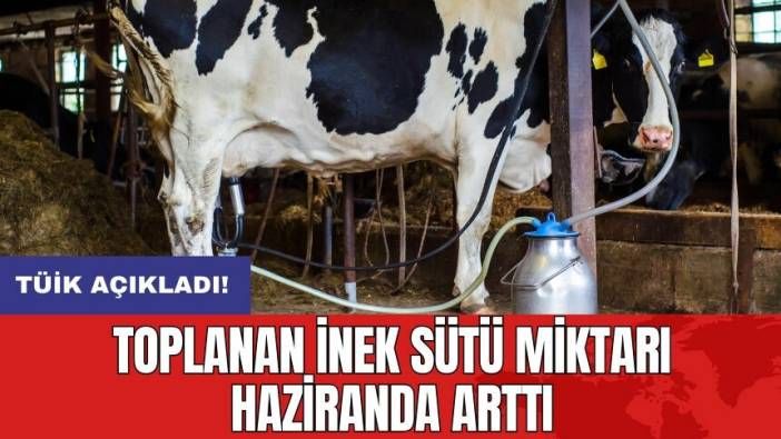 Toplanan inek sütü miktarı haziranda arttı