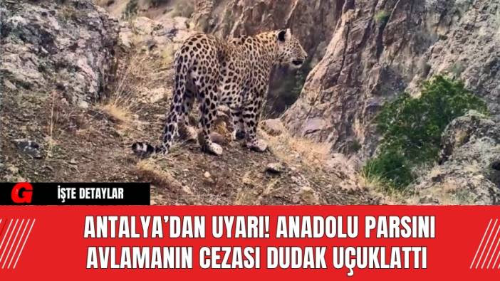 Antalya’dan Uyarı! Anadolu Parsını Avlamanın Cezası Dudak Uçuklattı