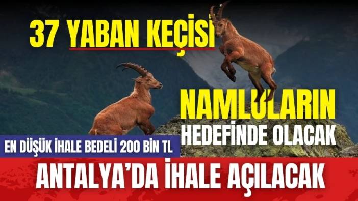 Antalya'da 37 yaban keçisinin avlattırılması kabul edildi
