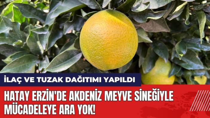 Hatay Erzin'de Akdeniz meyve sineğiyle mücadeleye ara yok!