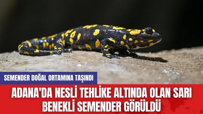 Adana'da Nesli Tehlike Altında Olan Sarı Benekli Semender Görüldü