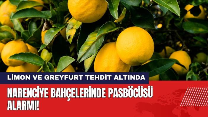 Muğla Ortaca'nın Narenciye Bahçelerinde Pasböcüsü Alarmı