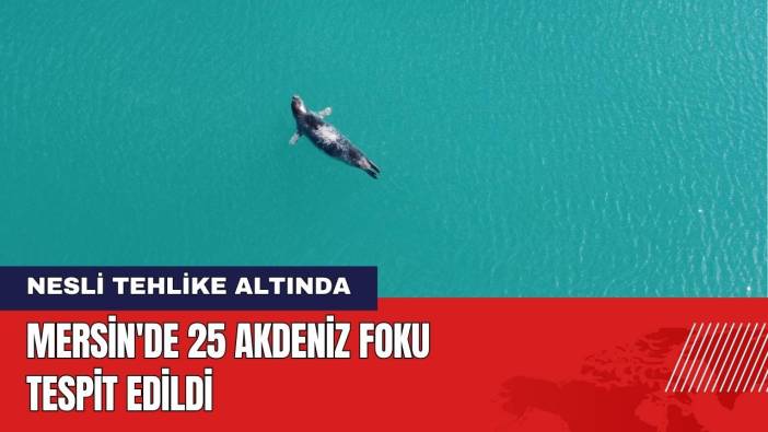 Mersin'de 25 Akdeniz Foku Tespit Edildi