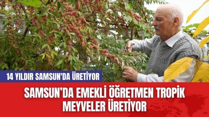 Samsun’da Emekli Öğretmen Tropik Meyveler Üretiyor