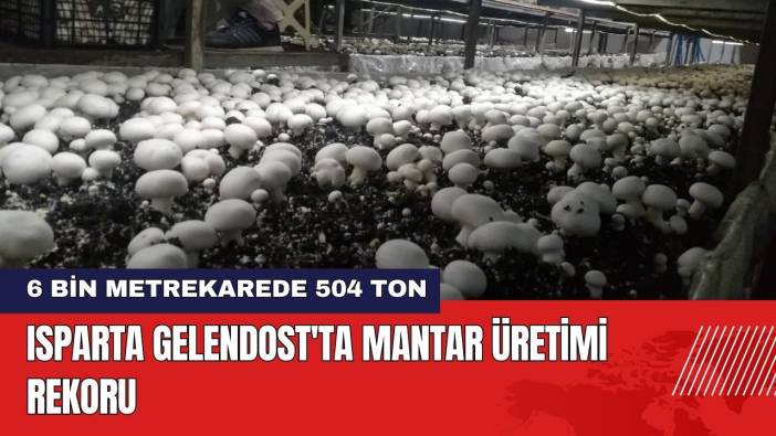 Isparta Gelendost'ta Mantar Üretimi Rekoru: 6 Bin Metrekarede 504 Ton