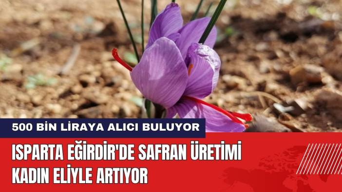Isparta Eğirdir'de Safran Üretimi Kadın Eliyle Artıyor