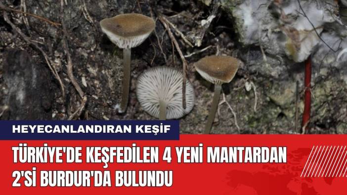Keşfedilen 4 Yeni Mantardan 2'si Burdur'da Bulundu