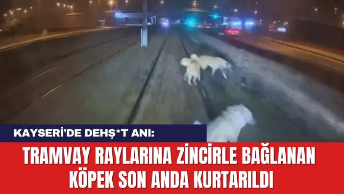 Kayseri'de Dehş*t Anı: Tramvay Raylarına Zincirle Bağlanan Köpek Kurtarıldı