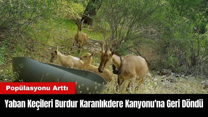 Yaban Keçileri Burdur Karanlıkdere Kanyonu'na Geri Döndü