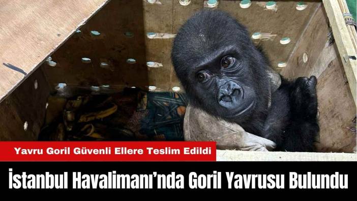 İstanbul Havalimanı’nda Goril Yavrusu Bulundu