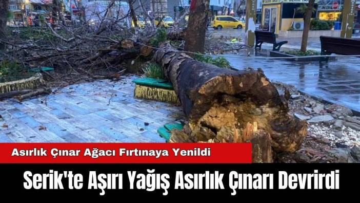 Serik'te Aşırı Yağış Asırlık Çınarı Devrirdi
