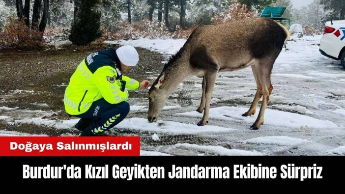 Burdur'da Kızıl Geyikten Jandarma Ekibine Sürpriz