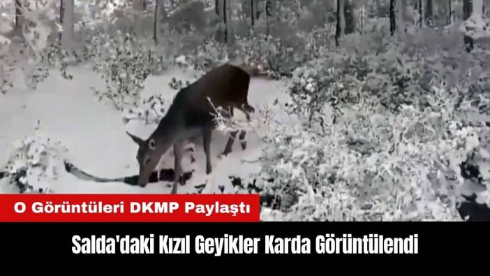 Salda'daki Kızıl Geyikler Karda Görüntülendi