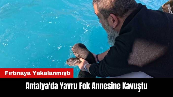 Antalya'da Fırtınaya Yakalanan Yavru Fok Annesine Kavuştu