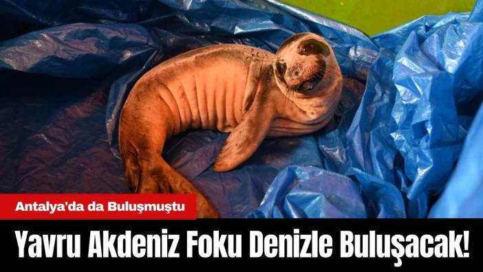 Yavru Akdeniz Foku Denizle Buluşacak! Antalya'da da Buluşmuştu