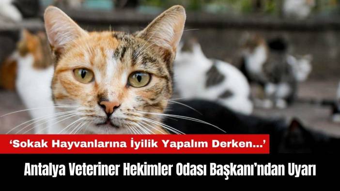 Antalya Veteriner Hekimler Odası Başkanı'ndan Sokak Hayvanları Uyarısı