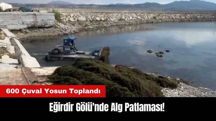 Eğirdir Gölü'nde Alg Patlaması! 600 Çuval Yosun Toplandı