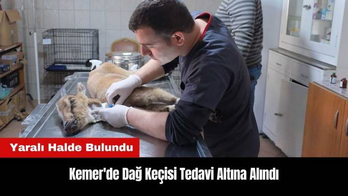 Kemer'de Bulunan Yaralı Dağ Keçisi Tedavi Altına Alındı