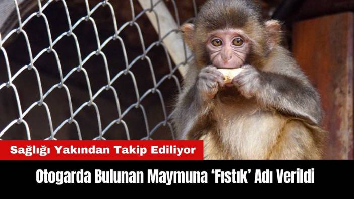 Antalya Otogarı'nda Bulunan Maymuna 'Fıstık' Adı Verildi