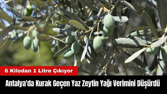 Antalya'da Kurak Geçen Yaz Zeytin Yağı Verimini Düşürdü