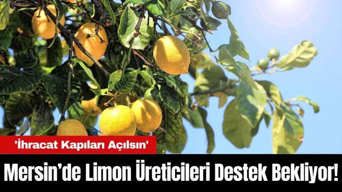 Mersin’de Limon Üreticileri Destek Bekliyor! 'İhracat Kapıları Açılsın'