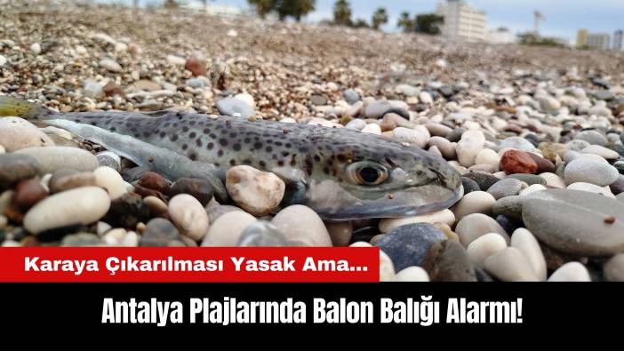 Antalya Plajlarında Balon Balığı Alarmı! Karaya Çıkarılması Yasak Ama...
