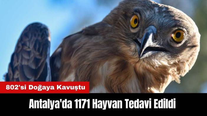 Antalya Doğal Yaşam Parkı'nda 1171 Hayvan Tedavi Edildi